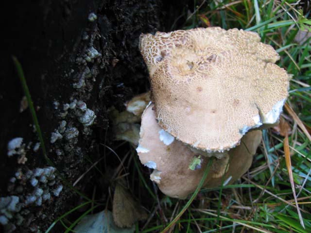 Pycnoporus cinnabarinus